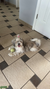 Purebred Havanese Girl Listing Image
