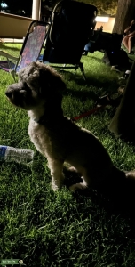 Handsome purebred Havanese Stud Listing Image
