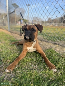 Full Breed Boxer Listing Image