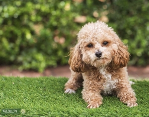 Red toy teacup poodle Listing Image