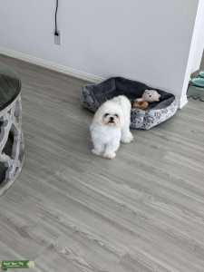 Teacup Korean Maltese  Listing Image