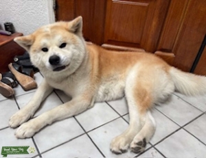 Thorougbred Japanese Akita Listing Image