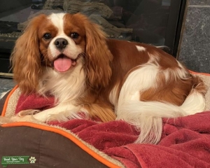 Cavalier King Charles Spaniel Stud Dog Listing Image