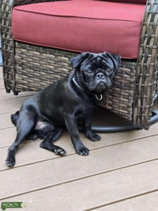Black pug Listing Image