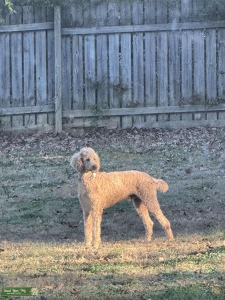 AKC Red Standard Poodle Listing Image