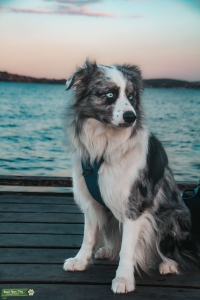 Blue Merle stud dog Listing Image