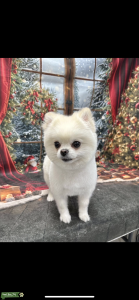 Female Pomeranian with Russian bloodlines Listing Image
