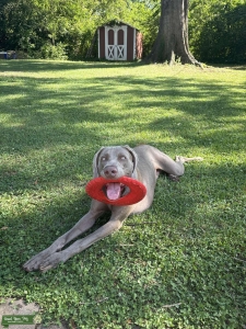 1 year old weim looking for mate Listing Image