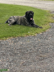 Brindle English Mastiff Listing Image