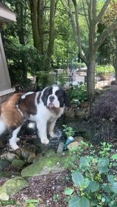 Stud Saint Bernard  Listing Image