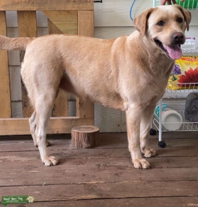 Looking for akc breeding mate Listing Image