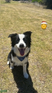 Boarder collie Stud Listing Image