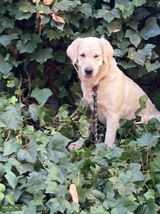 English Cream Golden looking for mate Listing Image