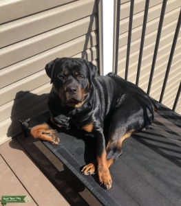 Rottweiler  Listing Image