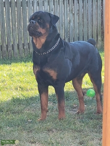 AKC Stud Listing Image