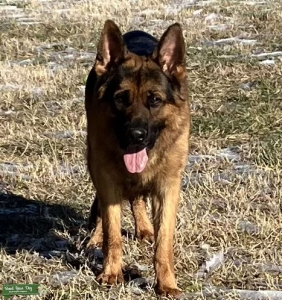 Stud dog  Listing Image