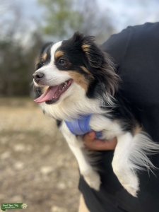 Toy Aussie stud  Listing Image