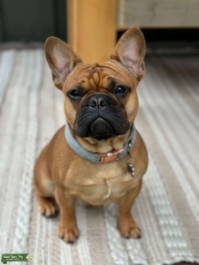 The Perfect Frenchie Boy Listing Image