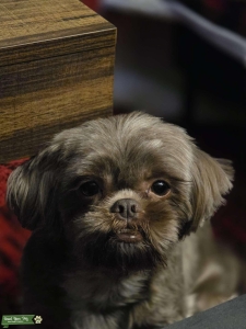 Brown/Liver Shih Tzu Female Looking for Mate Listing Image