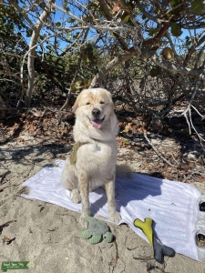Great Pyrenees/golden retriever mix Listing Image