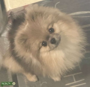 Small Pomeranian Listing Image
