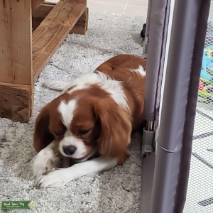 King Charles Spaniel white and brown, perfect markings 2 years old Listing Image