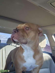 Breed Listing Image