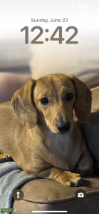 Looking to breed  Listing Image