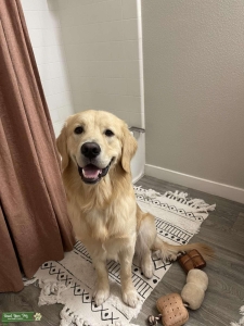 3 yr old Golden Retriever Stud Listing Image