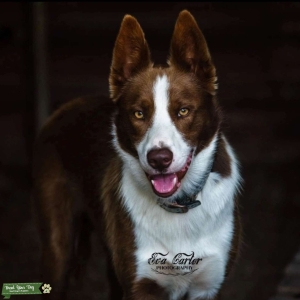 Stud Dog Listing Image