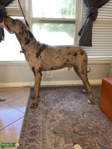 Rare Merle Great Dane Stud – AKC Registered, XL Male, Ready to Breed Listing Image