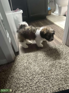 Shichon Listing Image