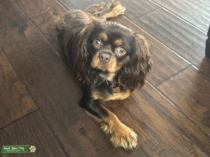 Chocolate Cavalier  Listing Image