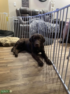 Labrador Retriever  Listing Image