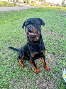 German Rottweiler ready to Stud Listing Image