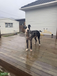 Purebred Merle Catahoula Stud Listing Image