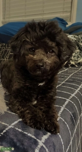 Looking for a male dog  Listing Image