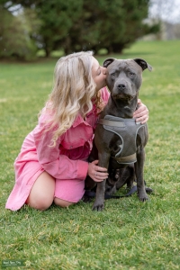 Stud American Bully Pitbull 2 Years old Listing Image