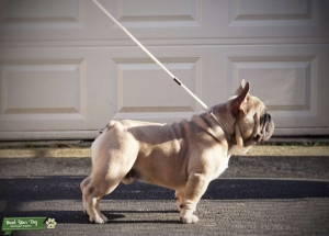 French Bulldog Stud Listing Image