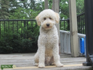 mini golden doodle Listing Image