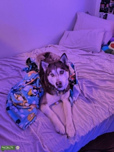 Siberian husky Listing Image