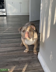 Brown Mixed Color American Bully Listing Image