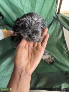 Malti X Poodle STUD Listing Image