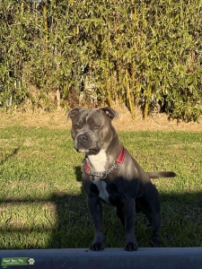 Staffy Stud Available Listing Image