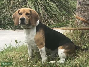 Strong and Sweet Harrier Beagle Listing Image