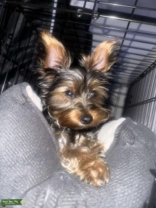 Yorkshire Terrier Listing Image