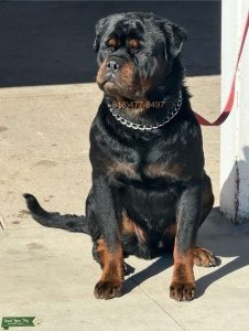 STUD ROTTWEILER  Listing Image