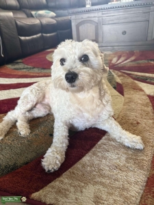 Max / Maltipoo Male Listing Image
