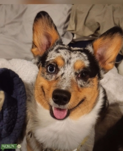 Blue Merle Corgi Available To Sire Listing Image
