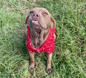 ISO Stud ~  Beautiful English Bulldog x Chocolate Lab Listing Image